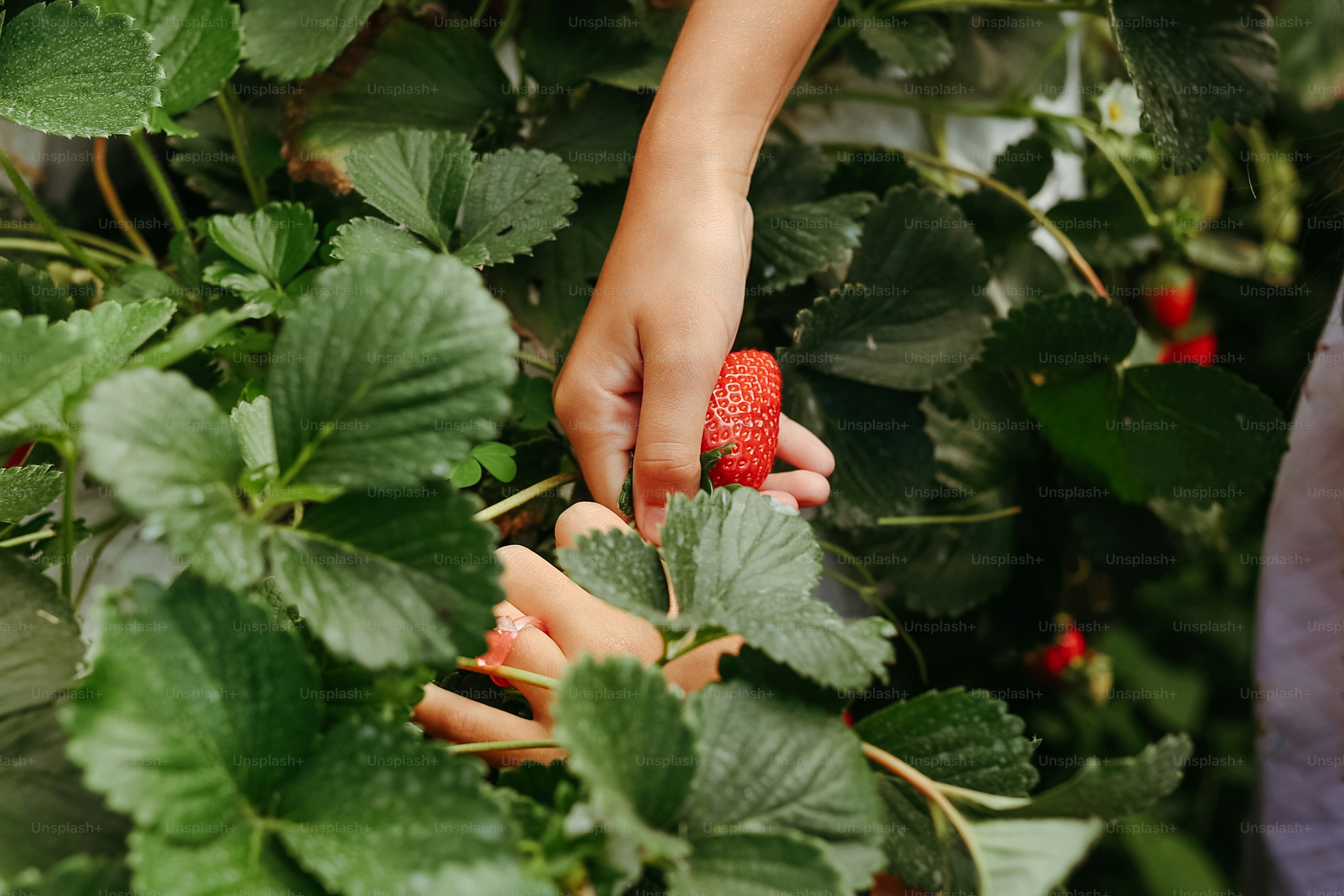 a person picking a strawberry from a bush