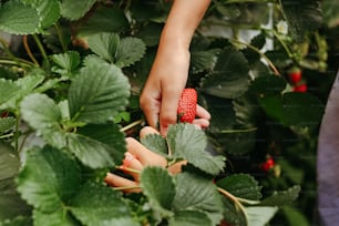 a person picking a strawberry from a bush