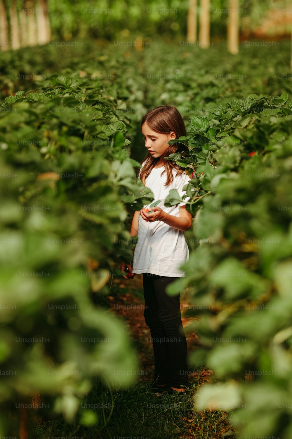 녹색 식물 밭에 서 있는 어린 소녀