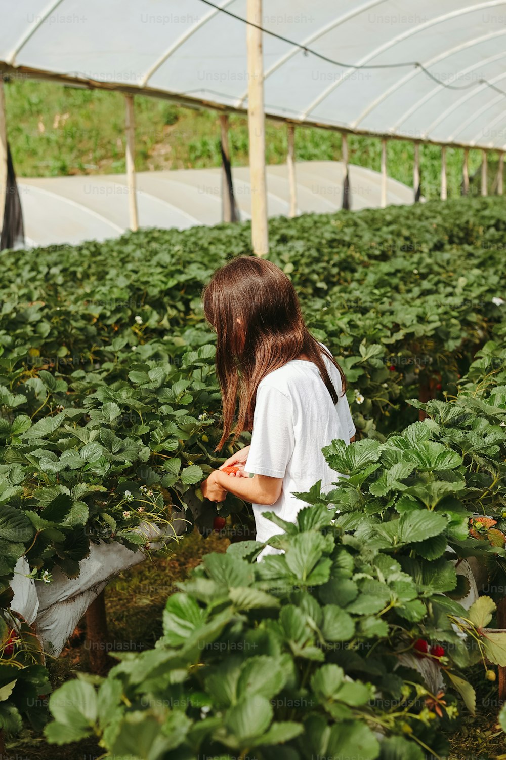 a girl in a greenhouse picking strawberries