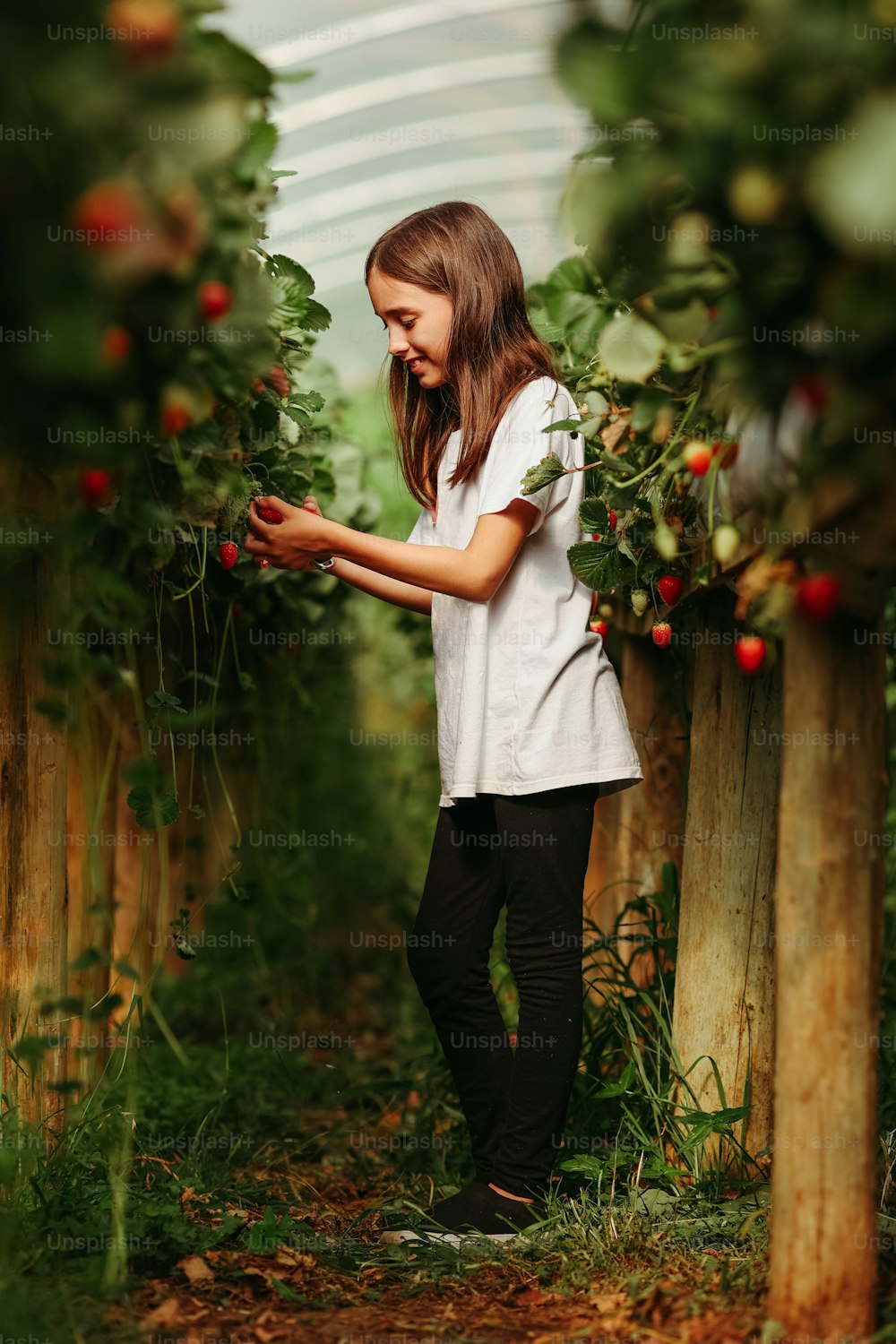 Una niña recogiendo bayas de un arbusto