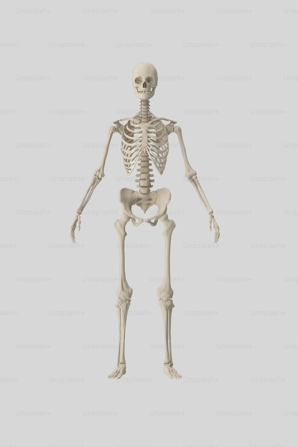 um esqueleto humano é mostrado nesta imagem