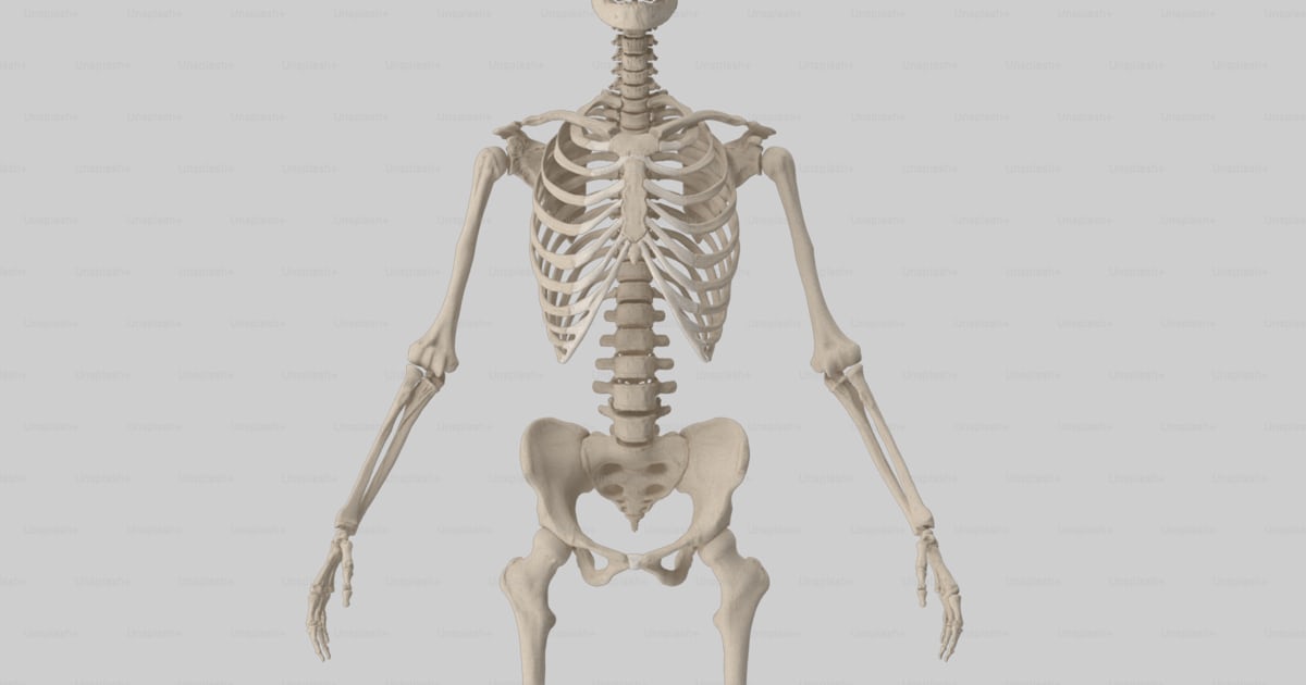 A human skeleton is shown in this image photo – Anatomy Image on Unsplash