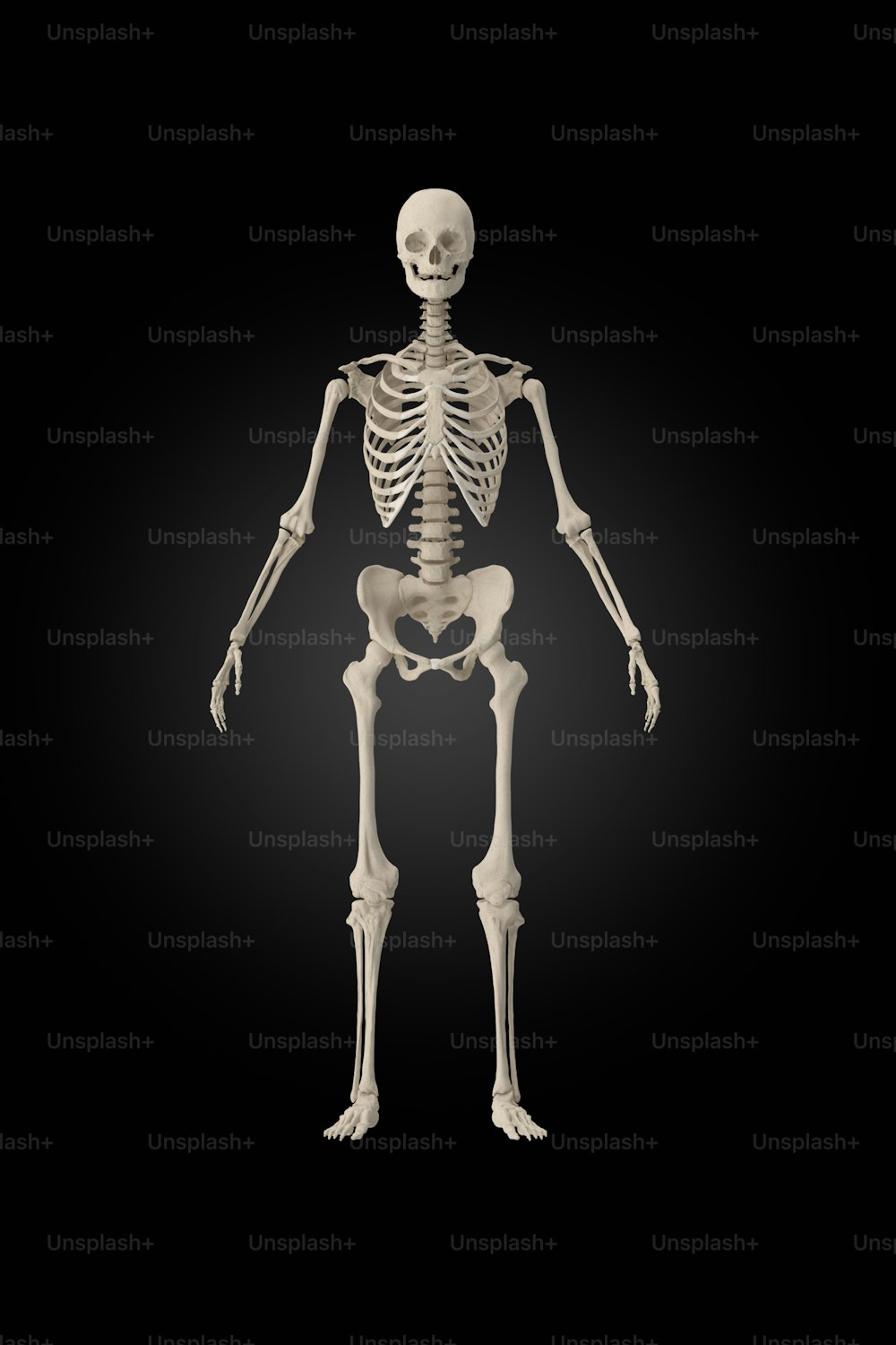 um esqueleto de pé no escuro com um fundo preto