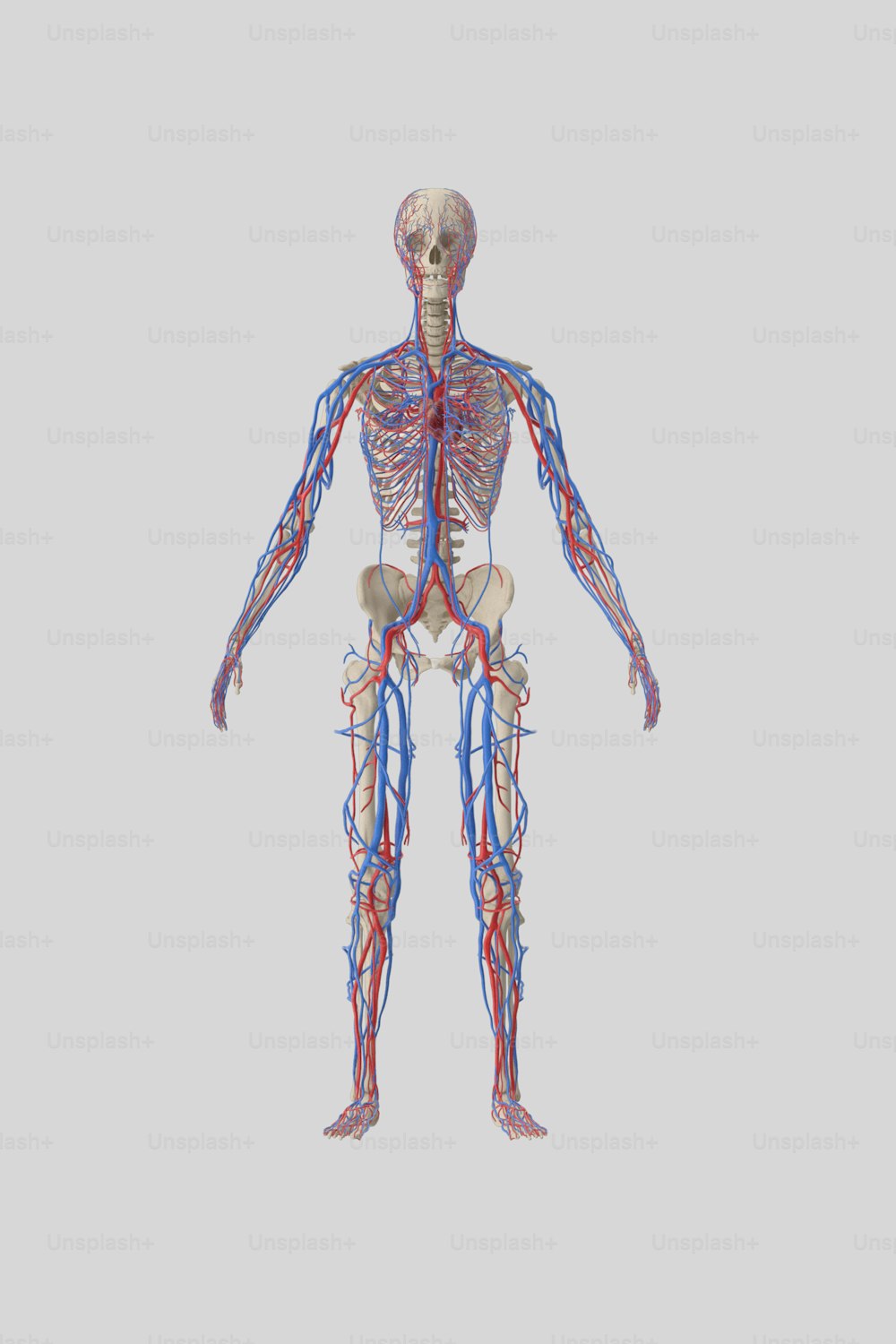 un corpo umano con molto sangue e vasi sanguigni