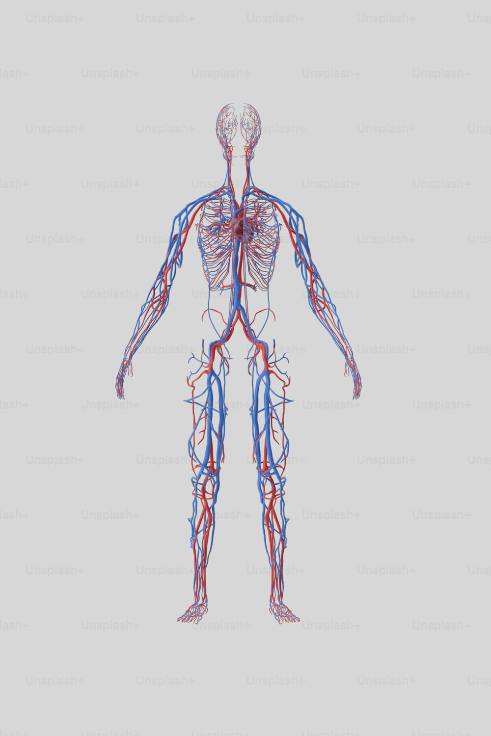 a diagram of the human body with blood vessels