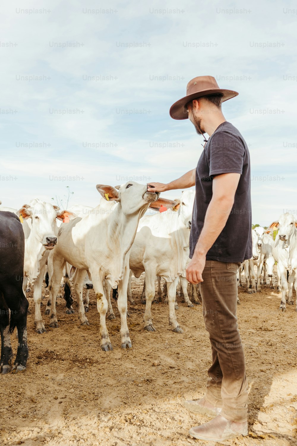 um homem com um chapéu de cowboy em pé na frente de um rebanho de gado