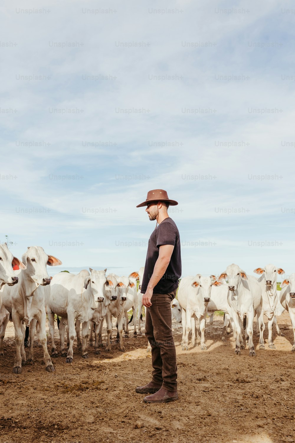 Un uomo in piedi di fronte a una mandria di bestiame