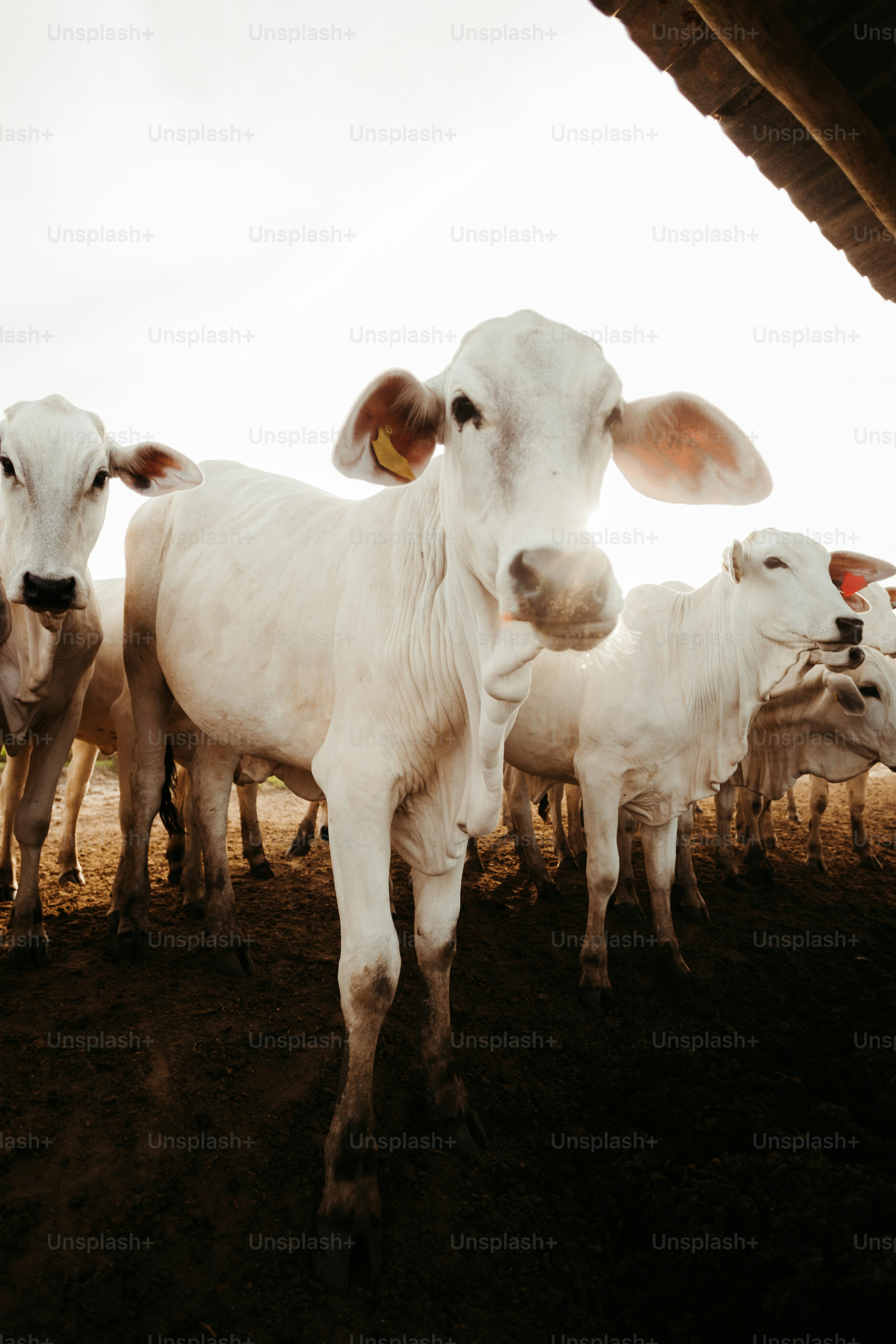 una mandria di bestiame in piedi in cima a un campo di terra