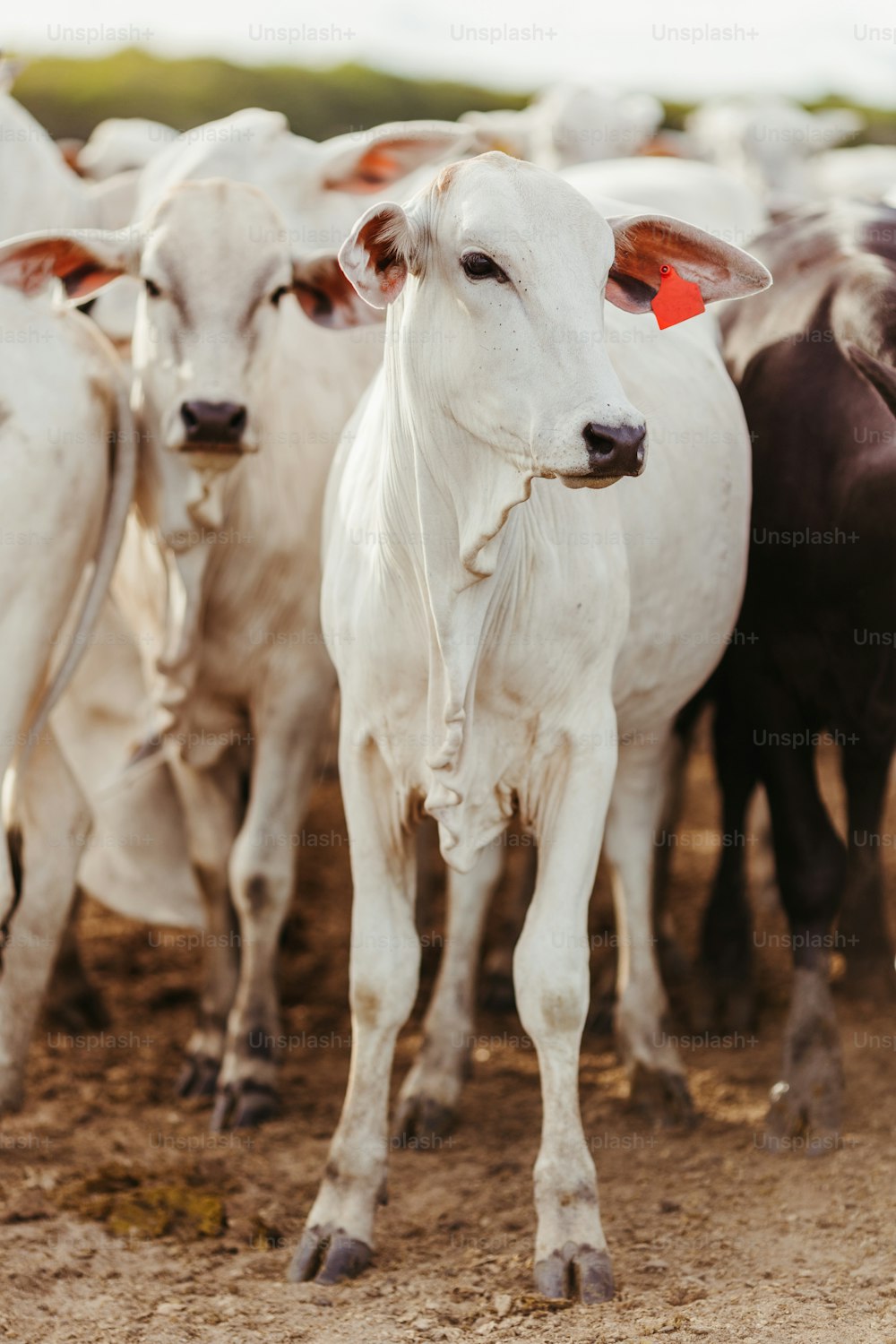 a herd of cattle standing on top of a dirt field