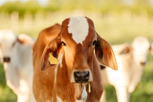 uma vaca marrom e branca com uma etiqueta na orelha