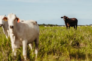 un couple de vaches debout dans un champ herbeux