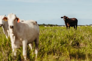 a couple of cows standing in a grassy field