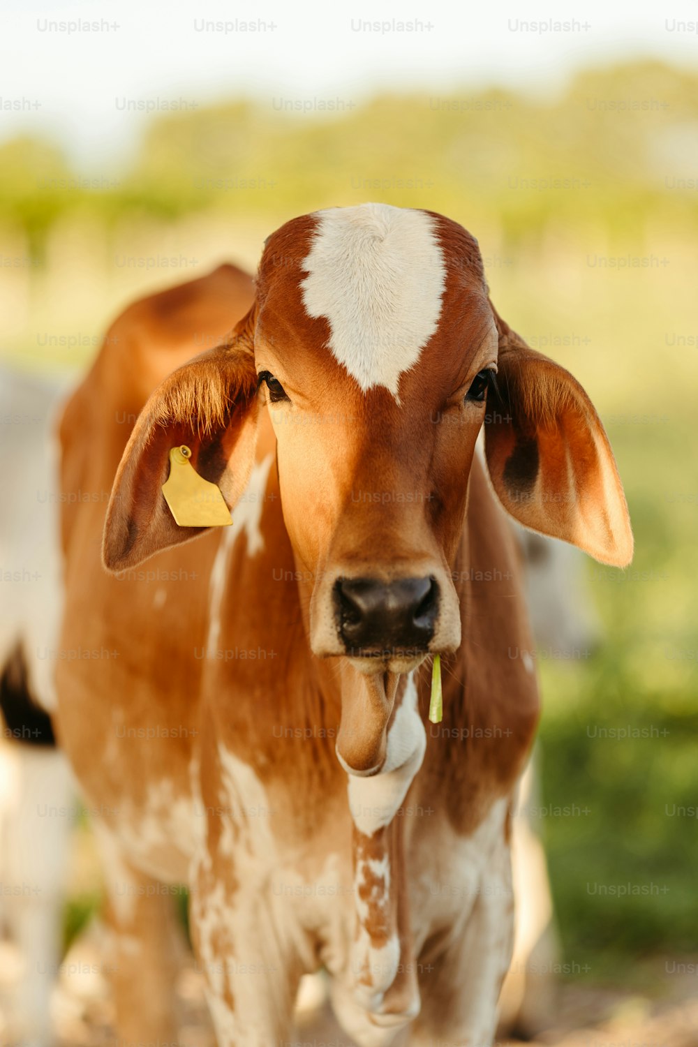una mucca marrone e bianca in piedi in cima a un campo di terra