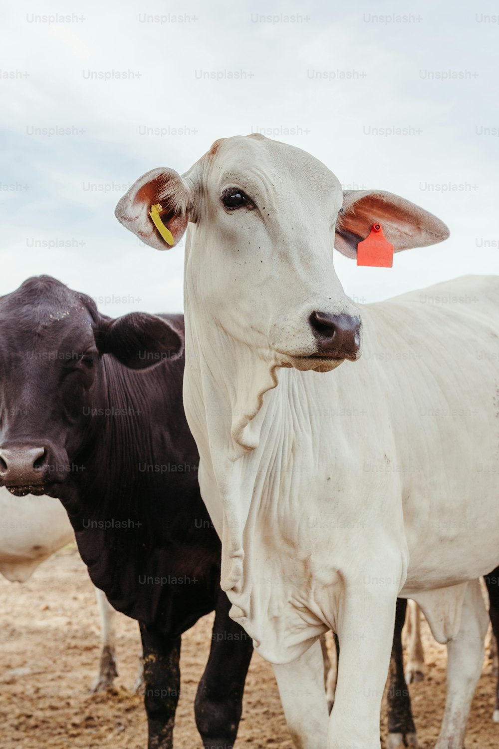 um par de vacas de pé um ao lado do outro
