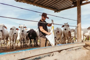 Un uomo in piedi di fronte a una mandria di mucche