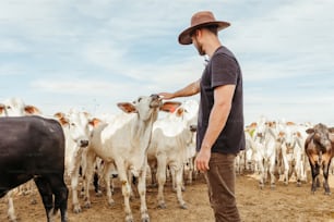 a man standing in front of a herd of cows