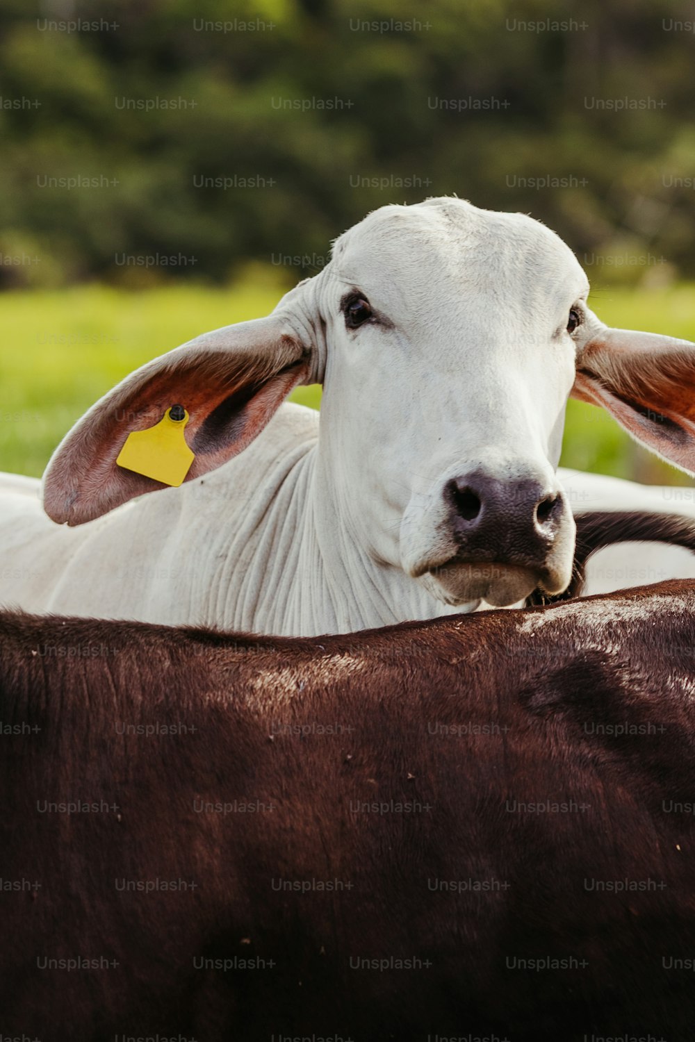 Un primo piano di una mucca con una targhetta nell'orecchio