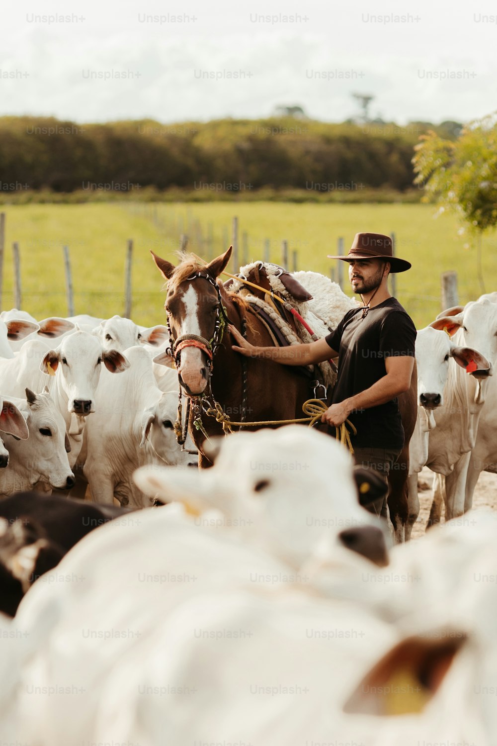 a man in a cowboy hat is leading a herd of cows