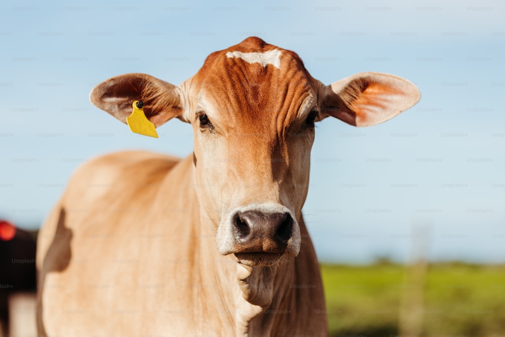 uma vaca marrom com uma etiqueta amarela em sua orelha
