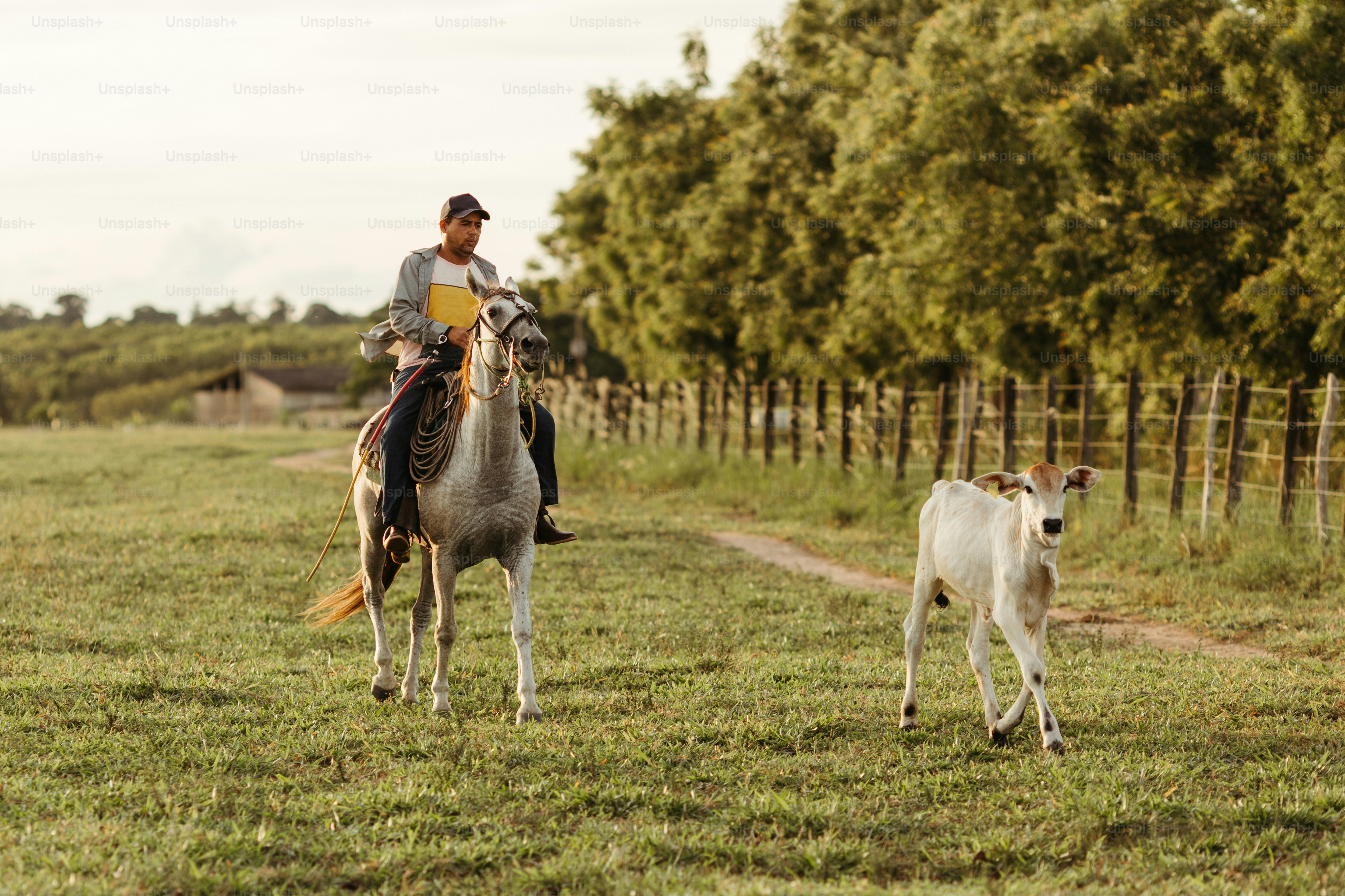 a man riding a horse next to a cow
