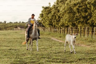 Un uomo che cavalca un cavallo accanto a una mucca