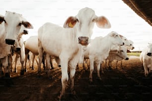 土の畑の上に立つ牛の群れ