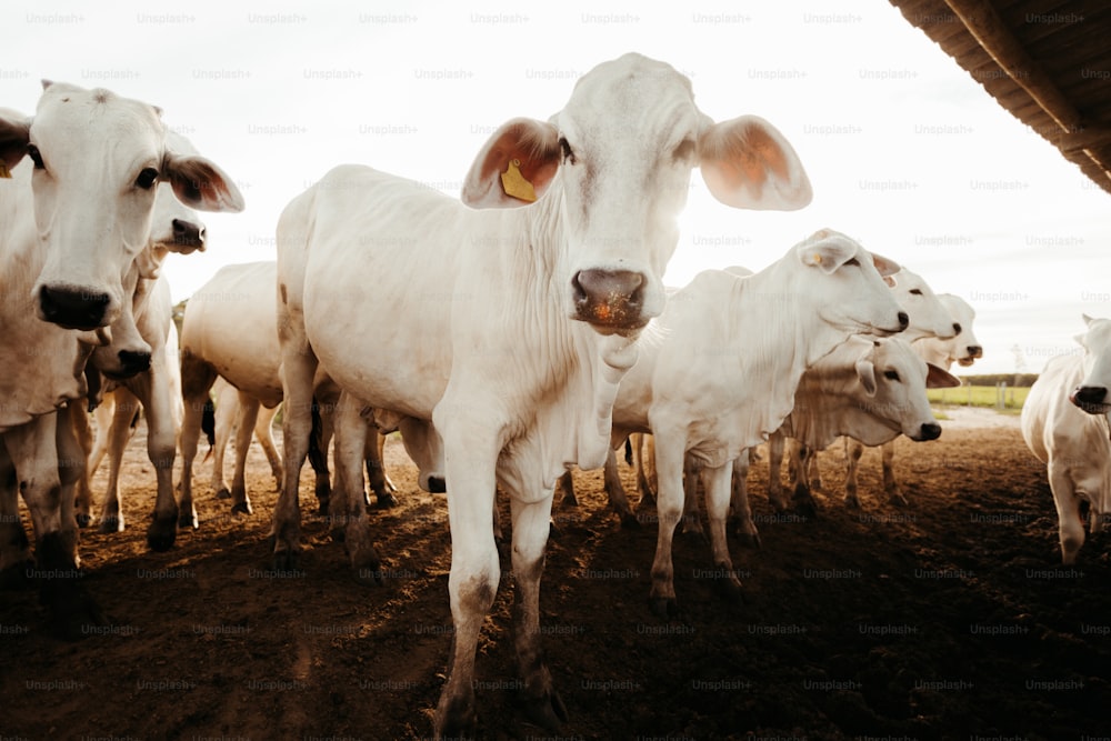 um rebanho de gado em pé em cima de um campo de terra