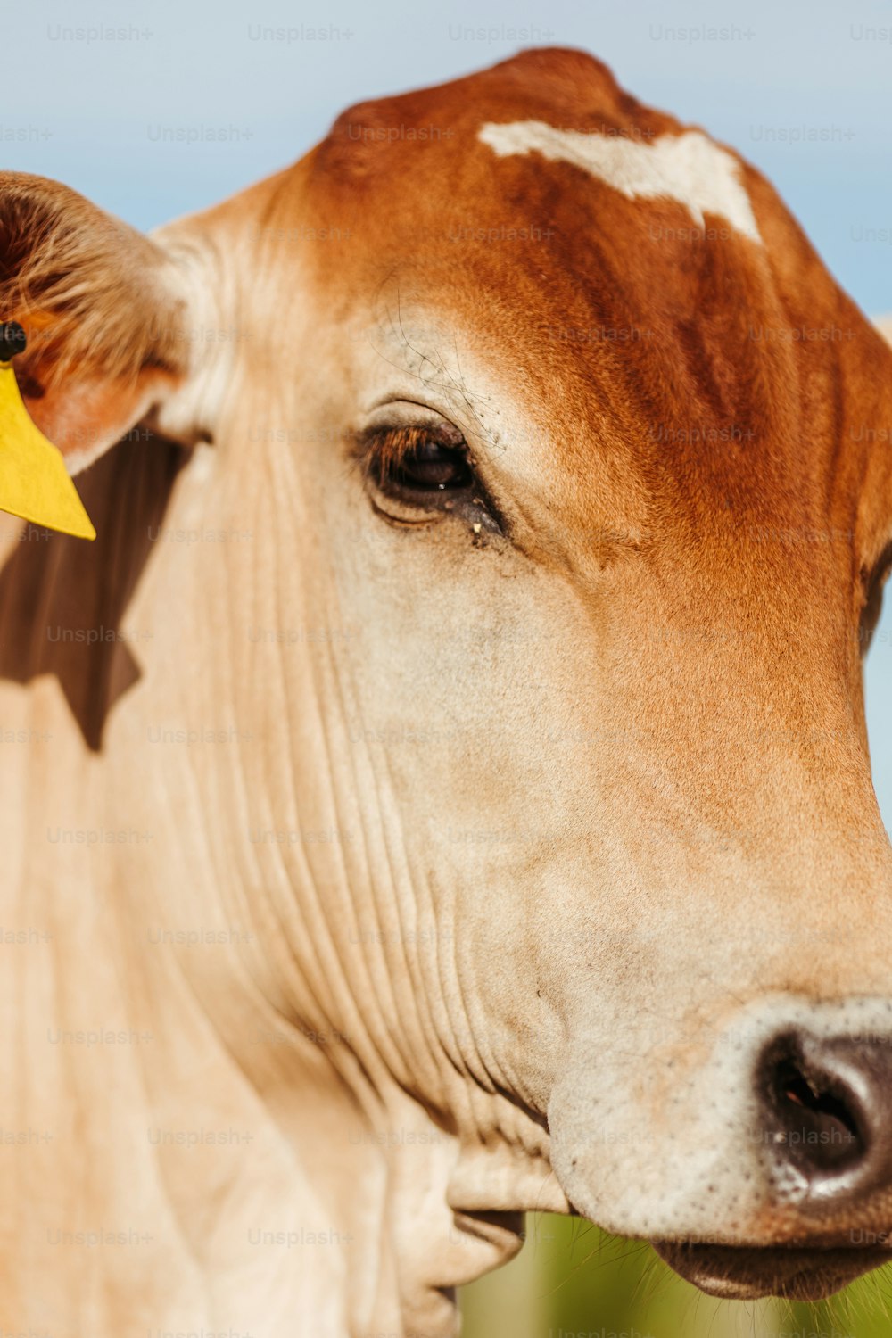 una vaca marrón y blanca con una etiqueta amarilla en la oreja