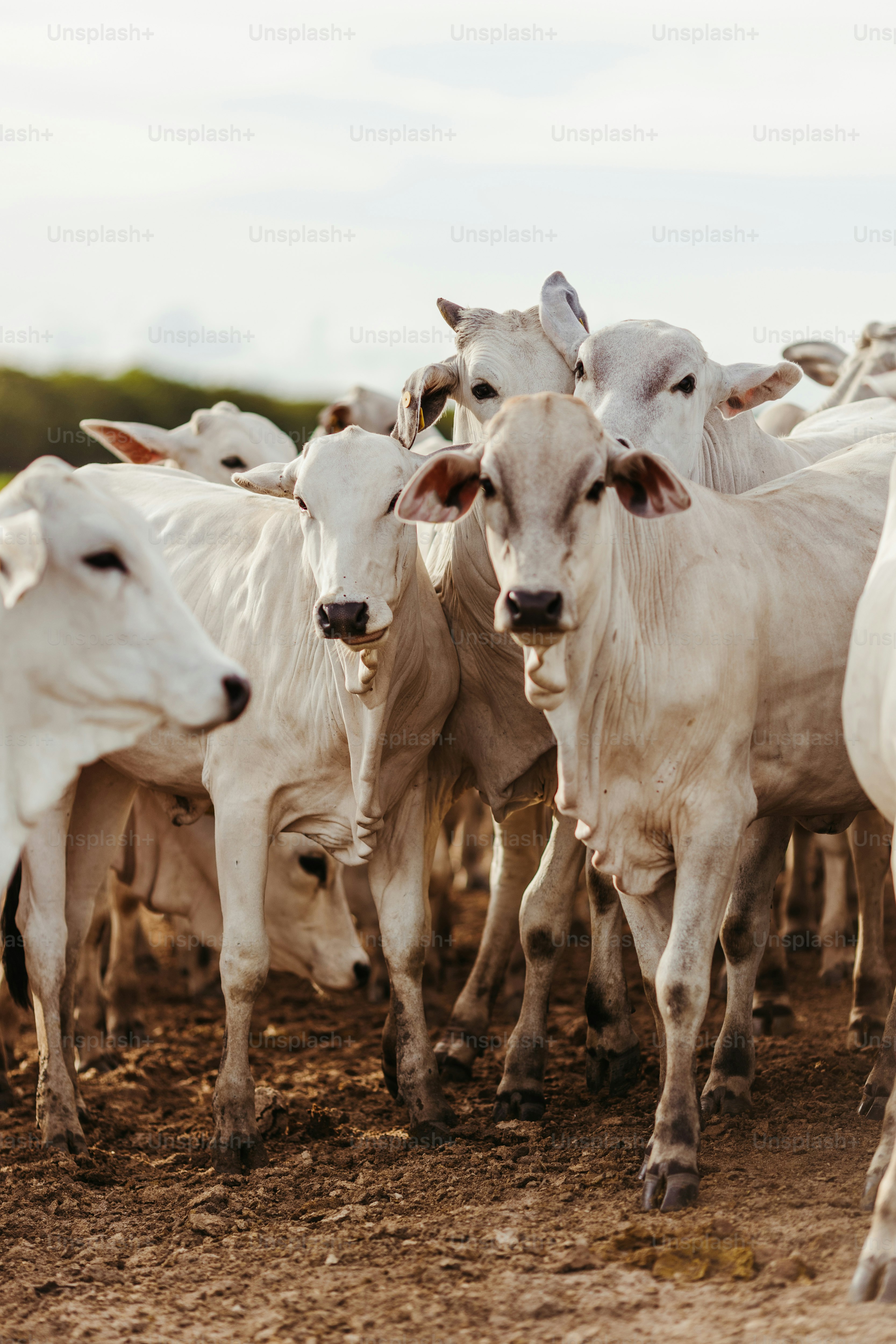 BC-G — Bovino de corte