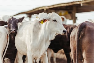 a herd of cattle standing next to each other