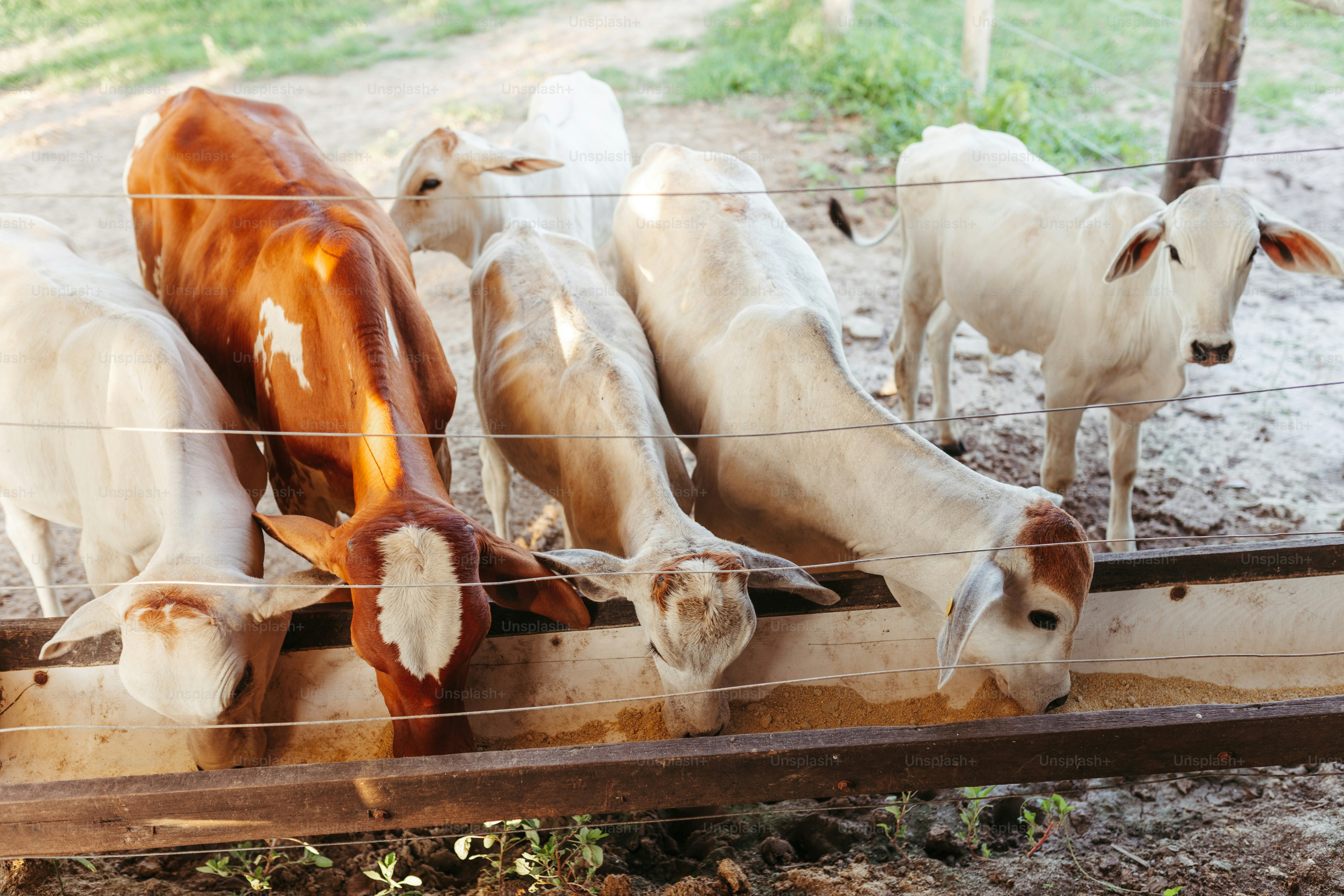 feeding