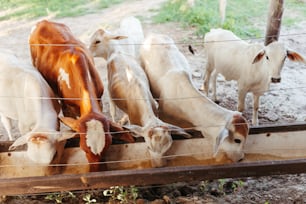 a herd of cattle standing on top of a dirt field