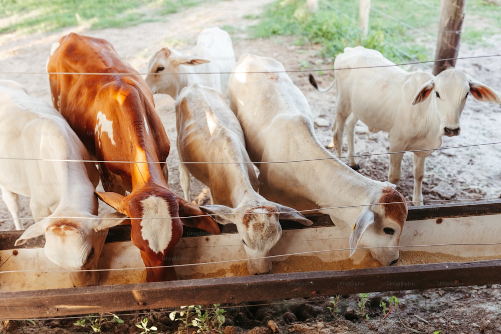 a herd of cattle standing on top of a dirt field