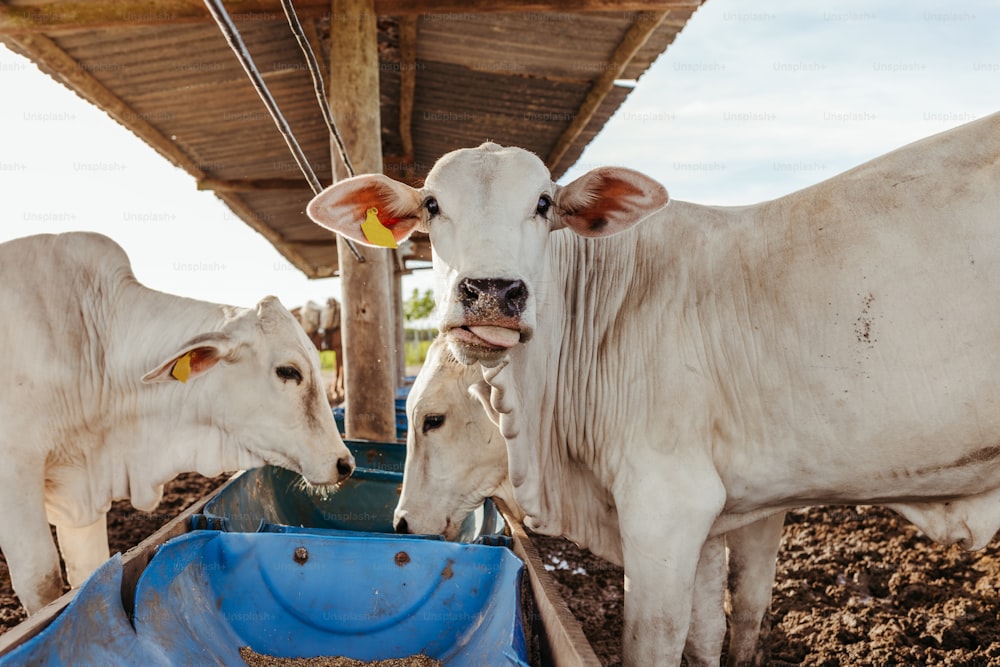 a couple of white cows standing next to each other