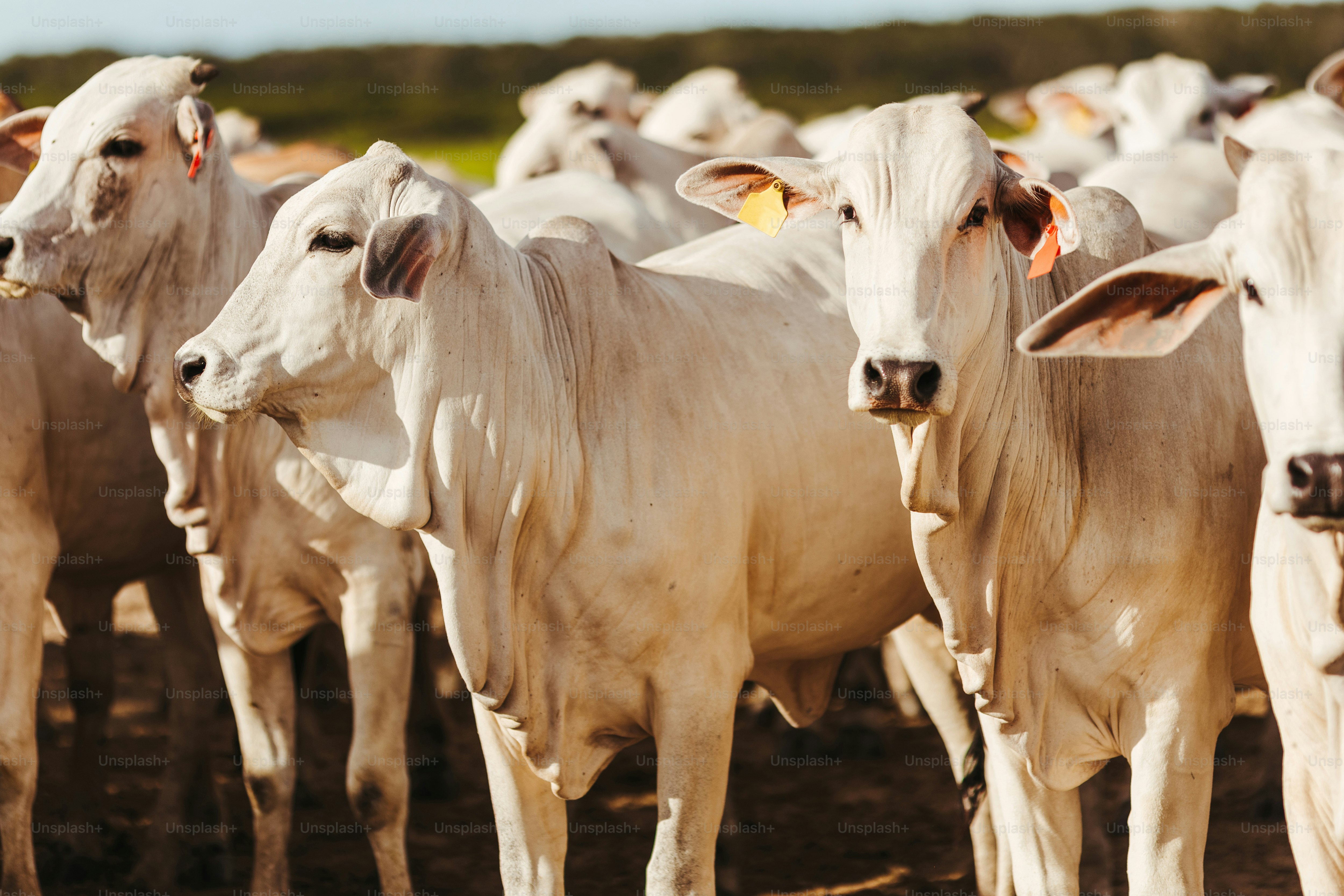 a herd of white cows standing on top of a dirt field