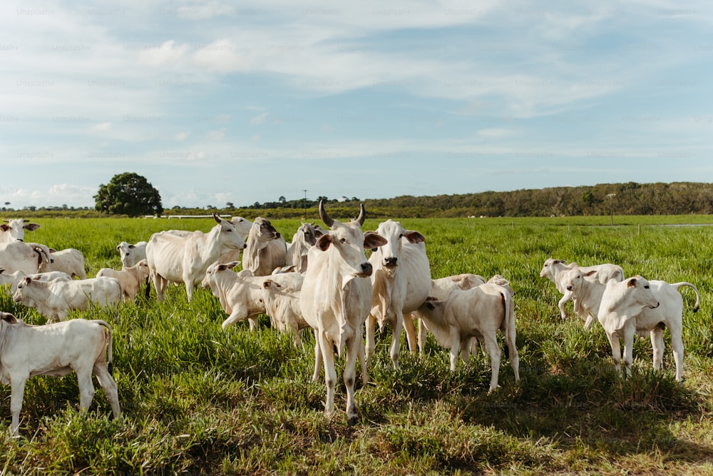 um rebanho de gado em pé no topo de um campo verde exuberante