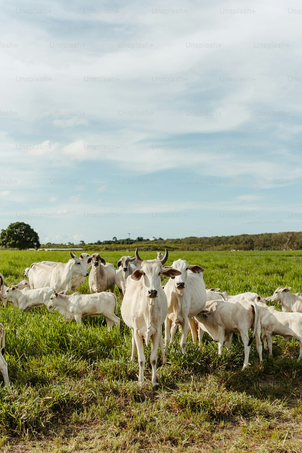 a herd of cattle standing on top of a lush green field