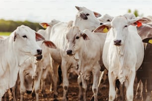 a herd of cattle standing on top of a dirt field