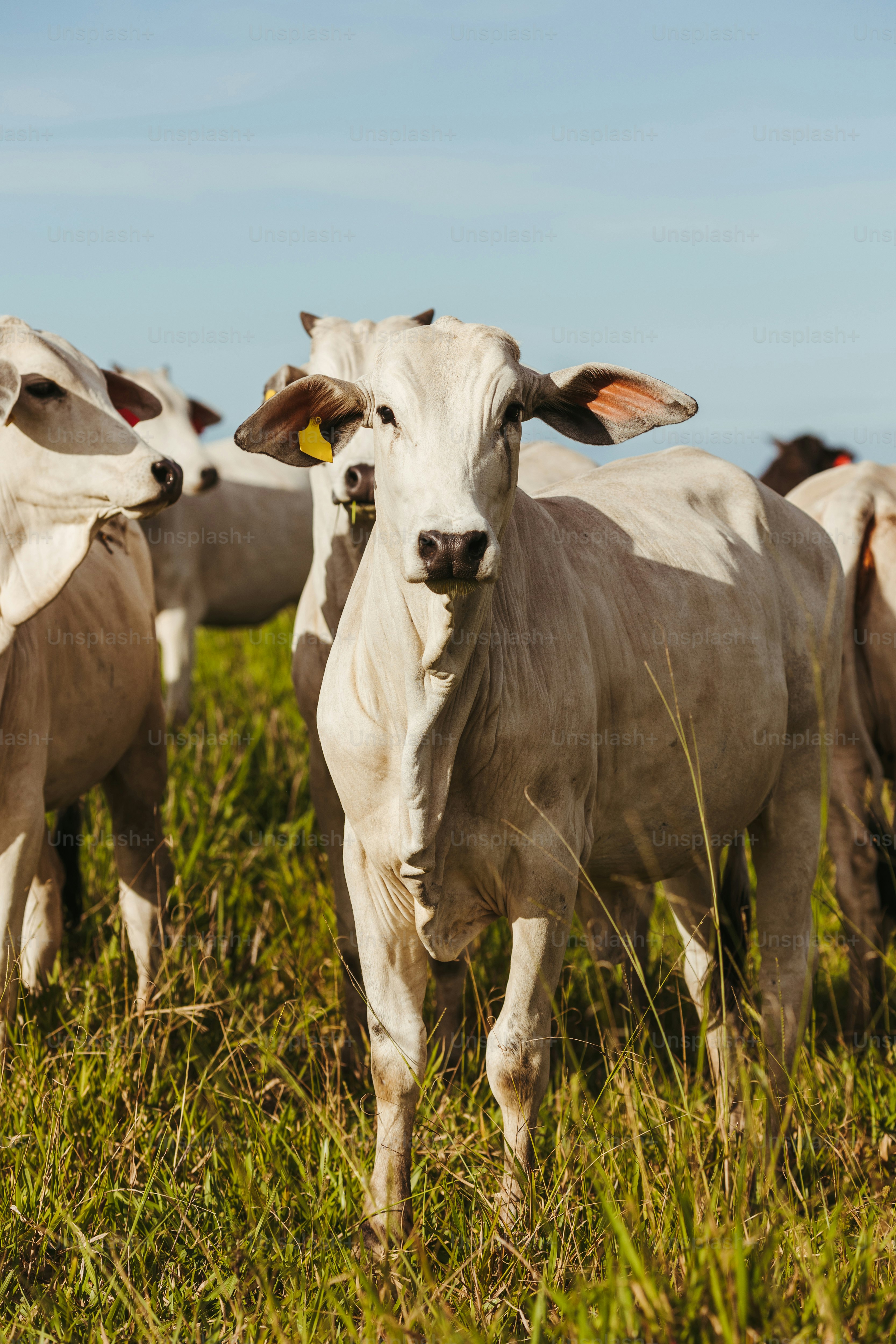 a herd of cattle standing on top of a lush green field