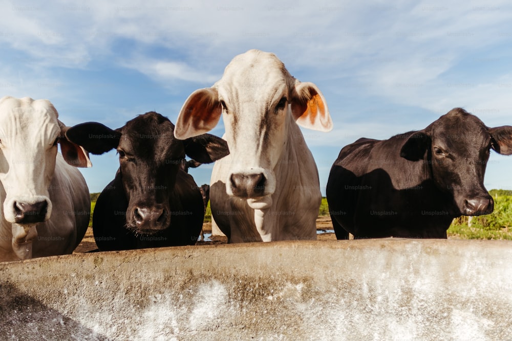 um grupo de vacas de pé um ao lado do outro