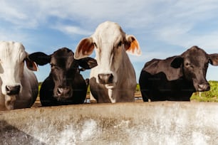 a group of cows standing next to each other