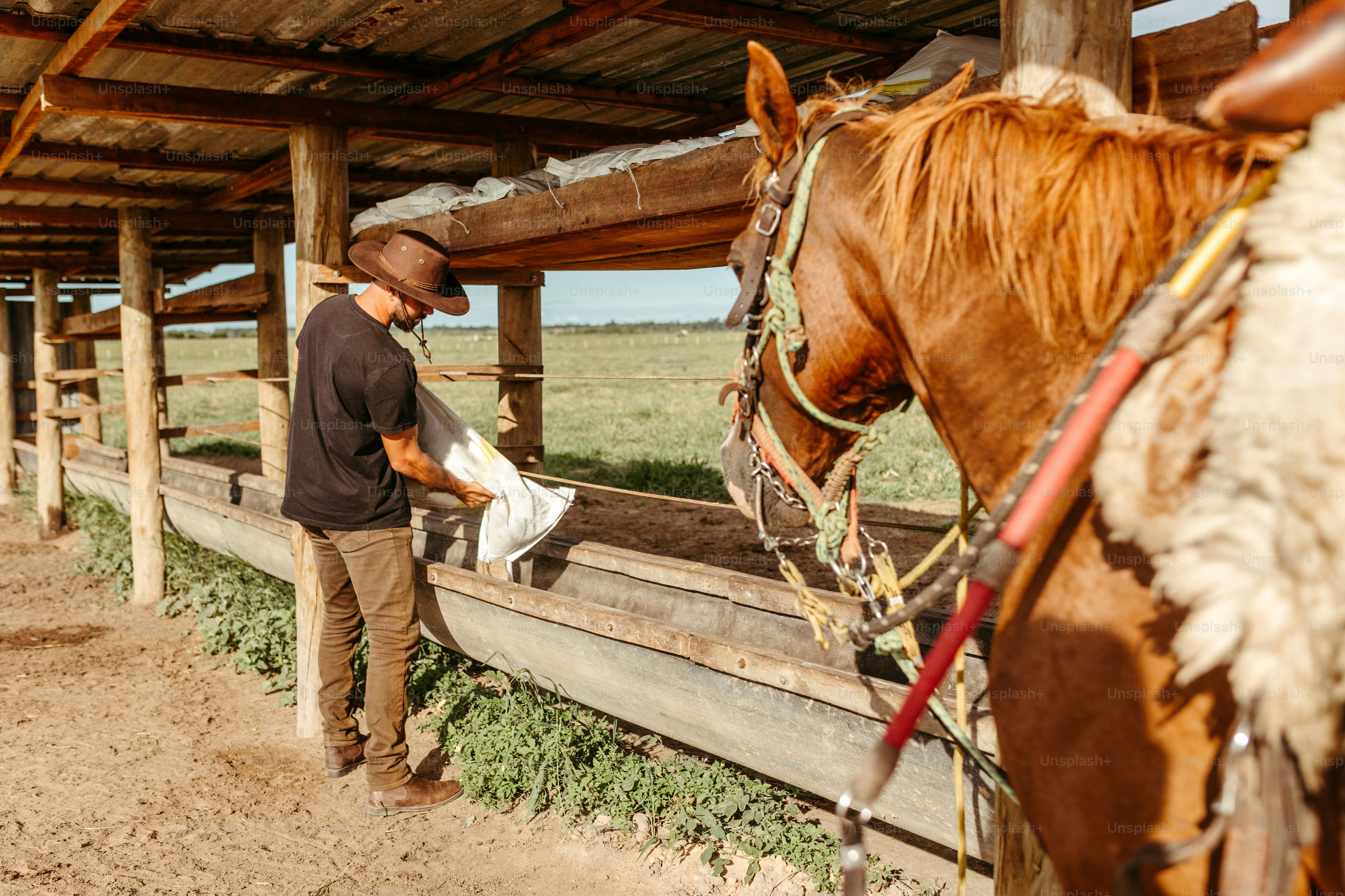 Few animals are prettier and more magnificient than the horse, and few have been captured in greater clarity and beauty by Unsplash photographers. Browse our curated selection of horse images and you're sure to find one that perfectly matches the aesthetic you're looking for.