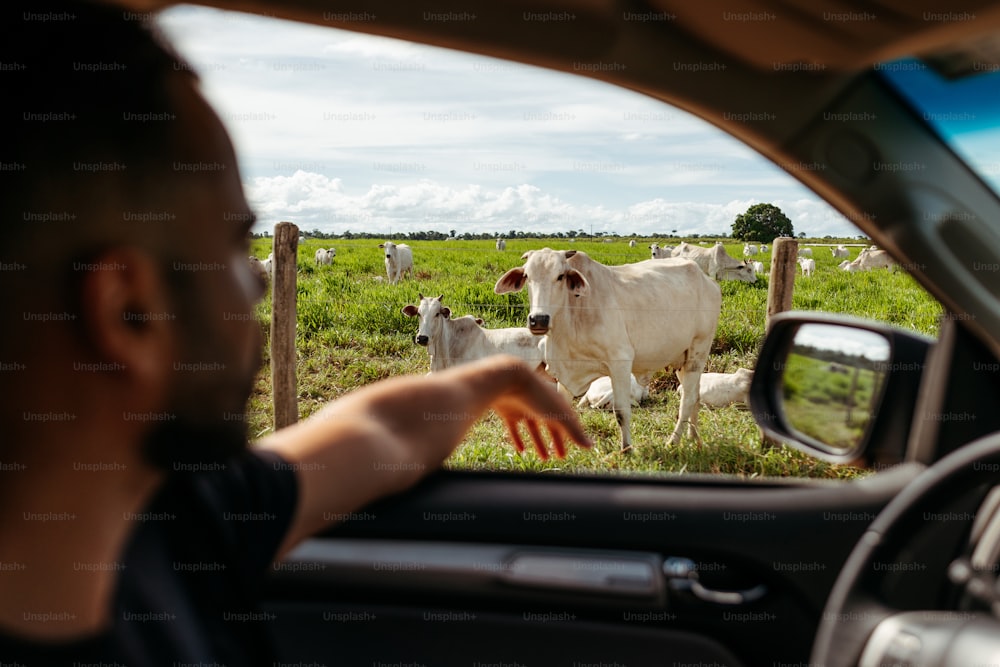 Un homme conduisant une voiture devant un troupeau de vaches