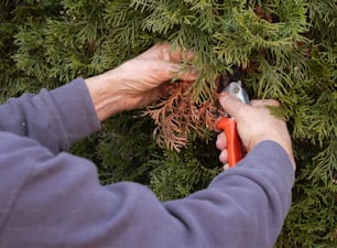 Una persona está podando un árbol con un par de tijeras