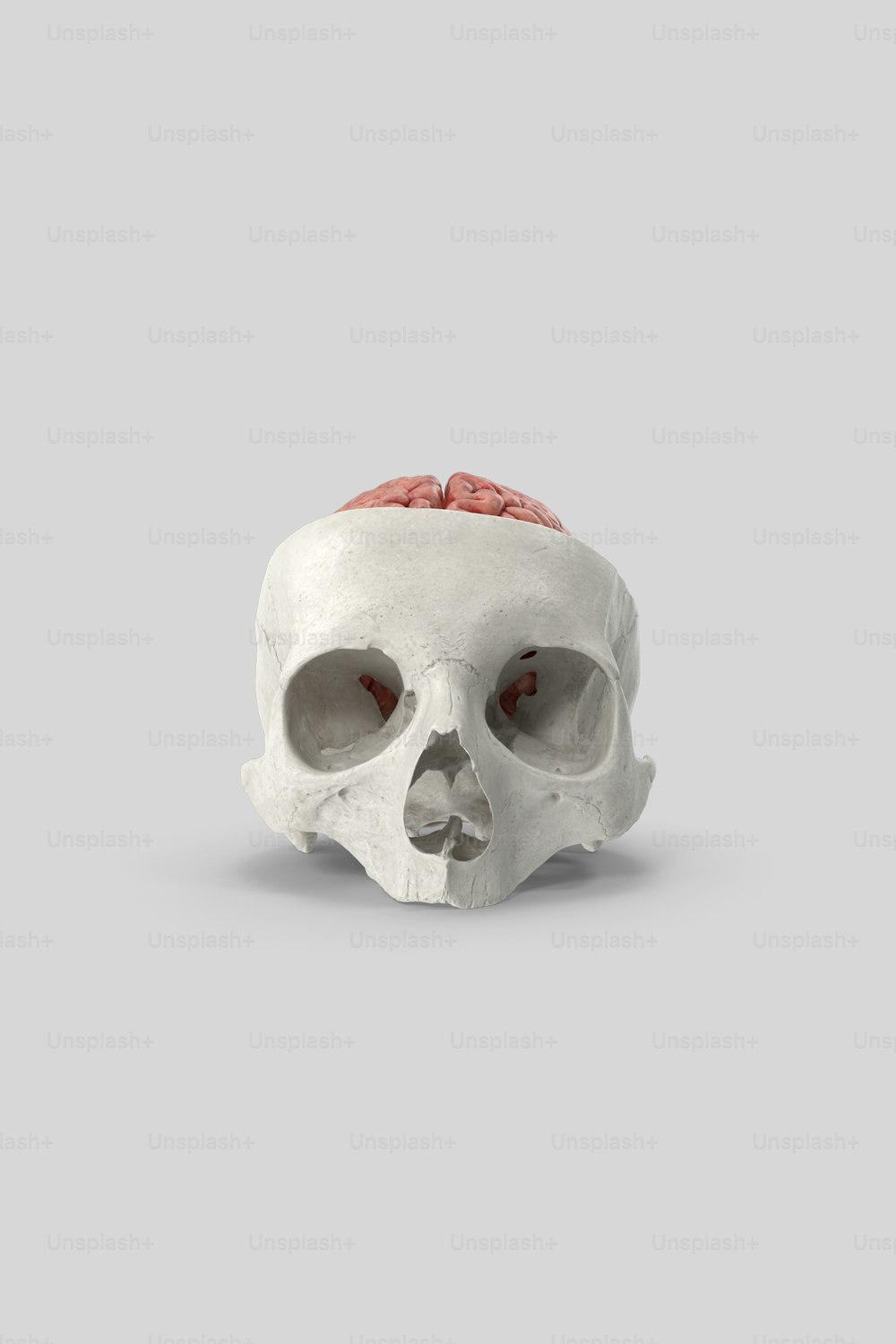 um crânio branco com um cérebro vermelho em cima dele