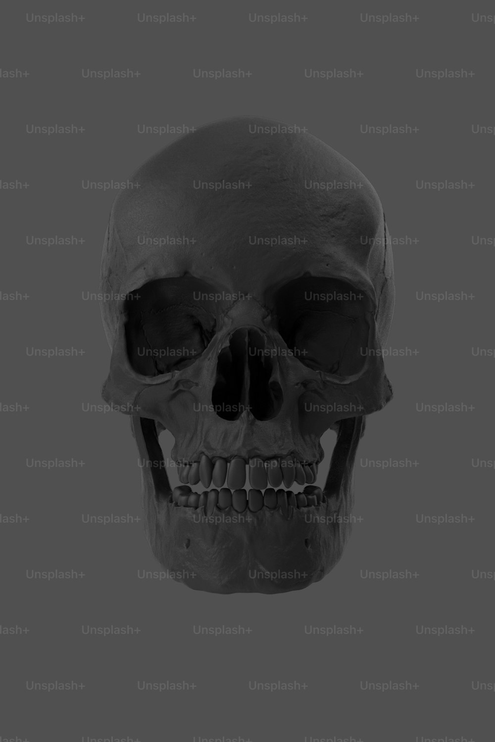 인간의 두개골의 흑백 사진