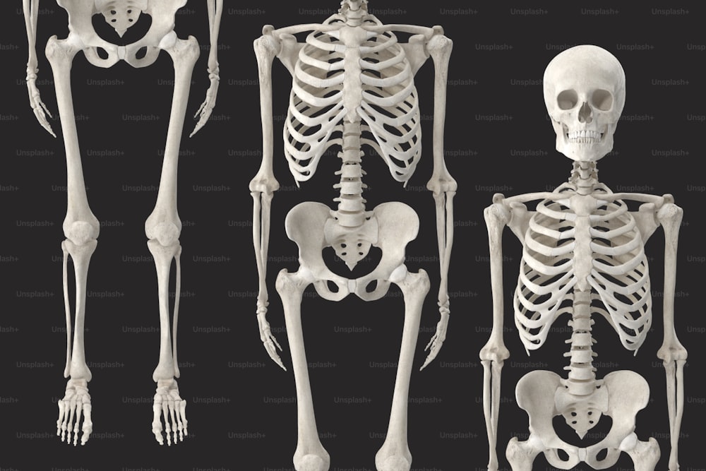 um modelo 3D de um esqueleto humano
