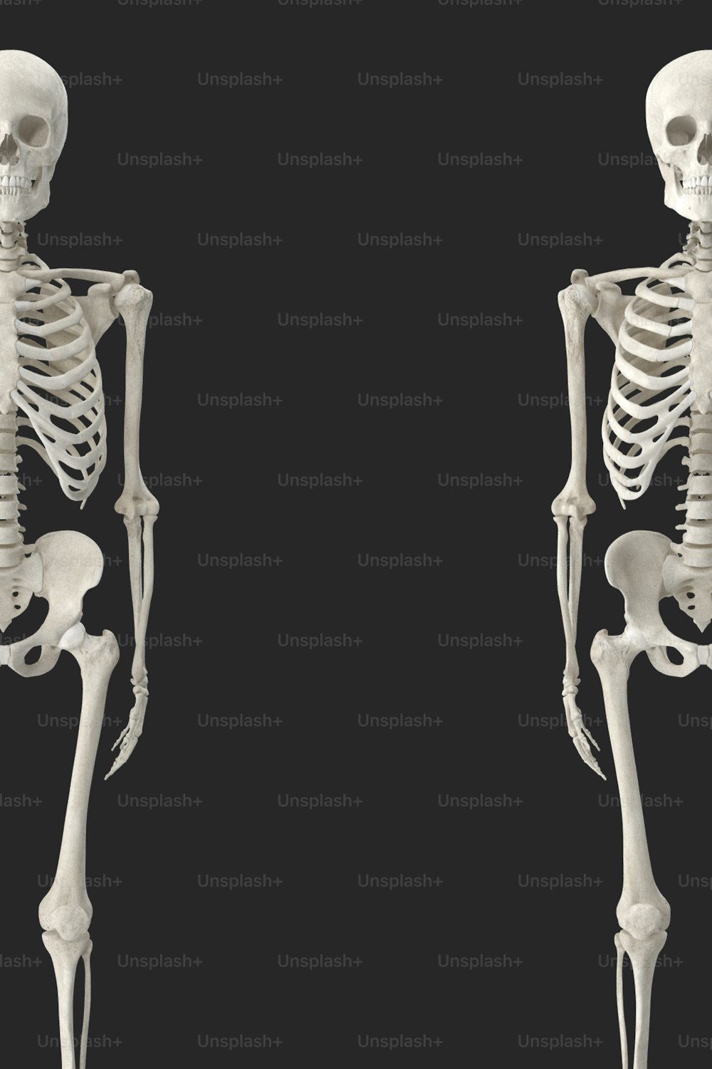 ein Bild eines menschlichen Skeletts mit schwarzem Hintergrund