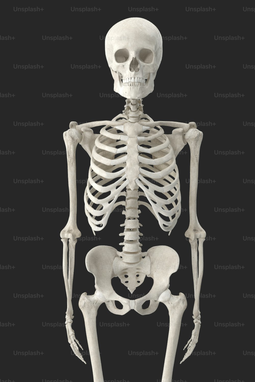 Ein Skelett wird mit schwarzem Hintergrund dargestellt